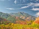 USA-Utah-Logan Canyon Colorful aspens in autumn Art Print